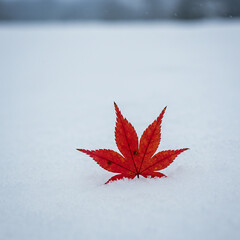 Red Maple Leaf in Winter Snow Nature Photography