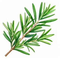Fototapeta premium Fresh Green Rosemary Sprig on White Background