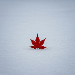 Single Red Maple Leaf on Snow Winter Nature Photography