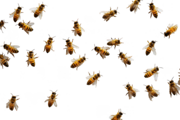 Many honeybees isolated on transparent background