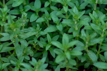 green leaves background