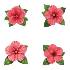“Set of Realistic Tropical Pink Hibiscus Flowers with Green Leaves – Vector Illustration”

