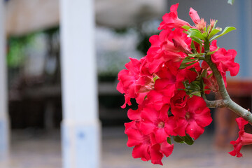 red geranium flowers