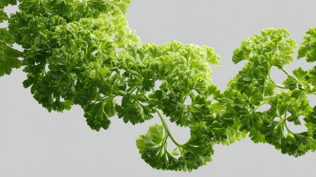 Fresh Curly Parsley Herb CloseUp Showing Vibrant Green Leaves and Textured Details on Light Background