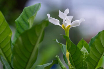spring flowers in the garden