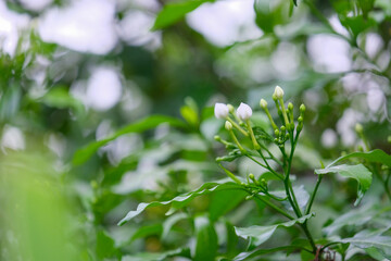 green leaves in spring