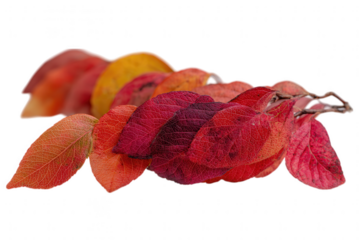 Colorful autumn leaves isolated on transparent background show seasonal change