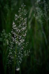 Wiesenpflanze
