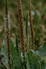 Wildblume