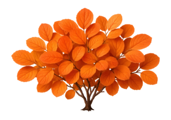 Compact dwarf fothergilla with rounded leaves turning vivid orange in autumn