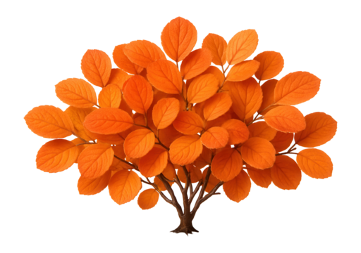 Compact dwarf fothergilla with rounded leaves turning vivid orange in autumn