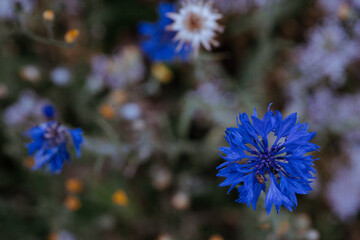 Blaue Blume