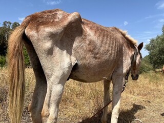 Malnourished donkey from behind in dry rural landscape