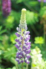 A vibrant collection of various flower species blooming in a botanical garden, beautifully arranged...