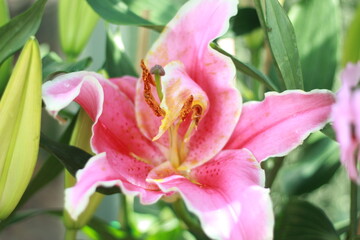 A vibrant collection of various flower species blooming in a botanical garden, beautifully arranged in harmony with nature — showcasing biodiversity, floral beauty, and a peaceful atmosphere.