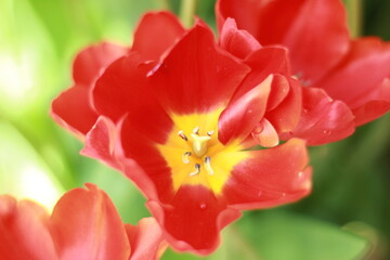 A vibrant collection of various flower species blooming in a botanical garden, beautifully arranged...