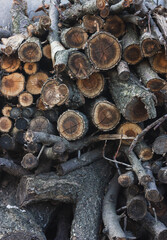 Pile of chopped firewood logs stacked together.