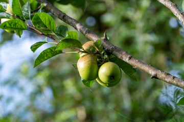 Green Apples on a Tree Branch in Orchard – Ready for Harvest