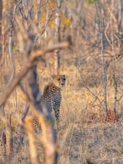 Cheetah in the african bush zimbabwe