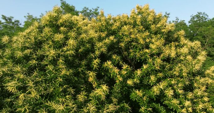 Aerial view of the Sweet Chestnut Tree in Bloom (Castanea sativa)