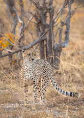 Cheetah in the african bush