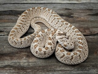 Obraz premium Close-up of a coiled snake on a wooden surface.