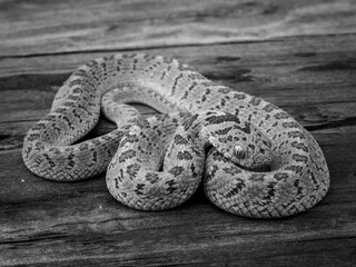 Black and white close-up of a coiled snake on wooden surface.