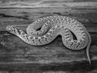 Obraz premium Black and white image of a patterned snake on a wooden surface.