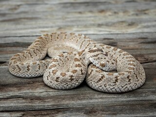 Coiled Rattlesnake on Wood