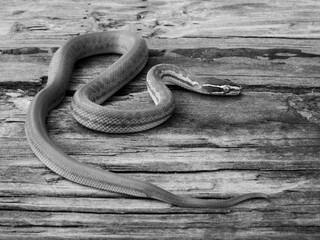 Obraz premium Black and white snake on wooden surface.