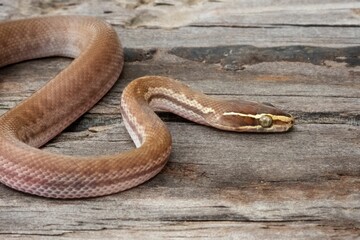 Fototapeta premium Brown Snake on Weathered Wood