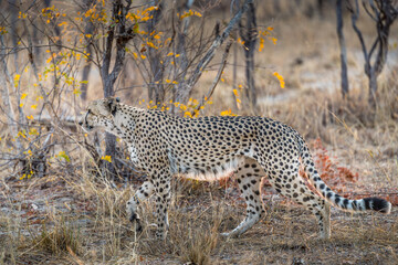Cheetah in the african bush