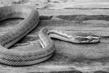 Black and white close-up of a snake on a wooden surface.