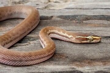 Close-up of a brown snake on wood.