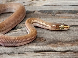 Obraz premium Close-up of a Brown Snake on Wood