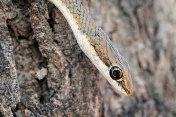 Close-up of a snake head peeking from tree bark.