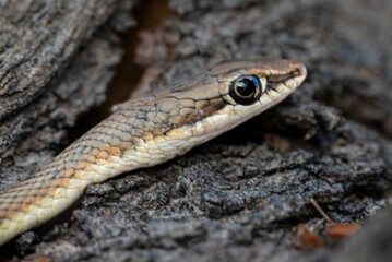 Close-up of a snake's head resting on textured bark.