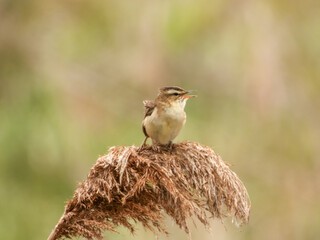 Rokitniczka  © Mati
