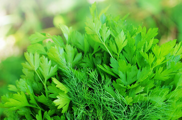 Dill and parsley background. Blur background.