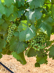 bunch of young grapes on the bush