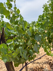 bunch of young grapes on the bush