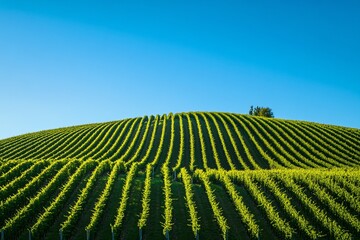 Hillside Vineyard on a Clear Summer Day