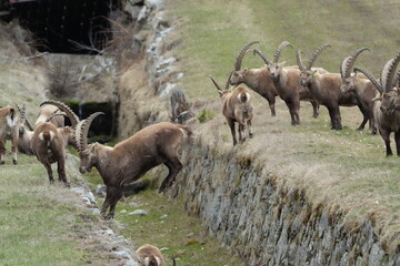 steinbock, ibex, jumping over a little ditch in pontresina graubuenden, graubunden, action shot