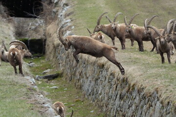 steinbock, ibex, capricorn jumping over a litte ditch in pontresina, graubuenden, graubünden, grisons, switzerland