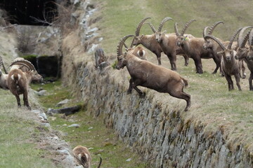 steinbock, ibex, capricorn jumping over a litte ditch in pontresina, graubuenden, graubünden, grisons, switzerland