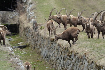 steinbock, ibex, capricorn jumping over a litte ditch in pontresina, graubuenden, graubünden, grisons, switzerland