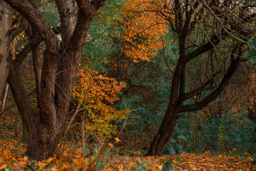 October wood land natural orange dusk lighting aesthetic low light wilderness environment