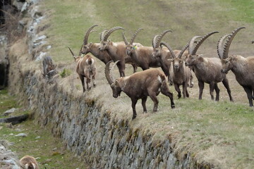 herd of steinbock, alpine capricorn ibex, in pontresina graubuenden grisons
