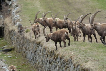 herd of steinbock, alpine capricorn ibex, in pontresina graubuenden grisons