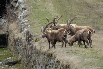 Herd of Alpine Ibex in the Mountains near Pontresina, Switzerland